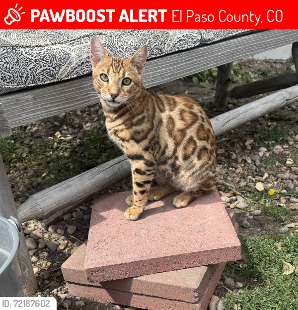 Lost Male Cat last seen Sweet Rd and Elbert Rd in Peyton, El Paso County, CO 80831