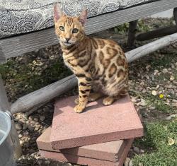 Lost Male Cat last seen Sweet Rd and Elbert Rd in Peyton, El Paso County, CO 80831
