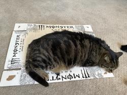 Lost Female Cat last seen Benge dr or Carter mill rd , Elkin, NC 28621