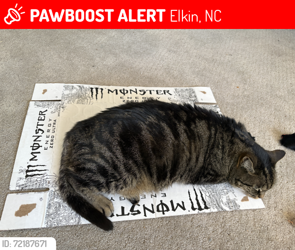 Lost Female Cat last seen Benge dr or Carter mill rd , Elkin, NC 28621