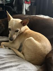 Lost Female Dog last seen Glade Dr & Cherry Sage Dr, Arlington, TX 76001