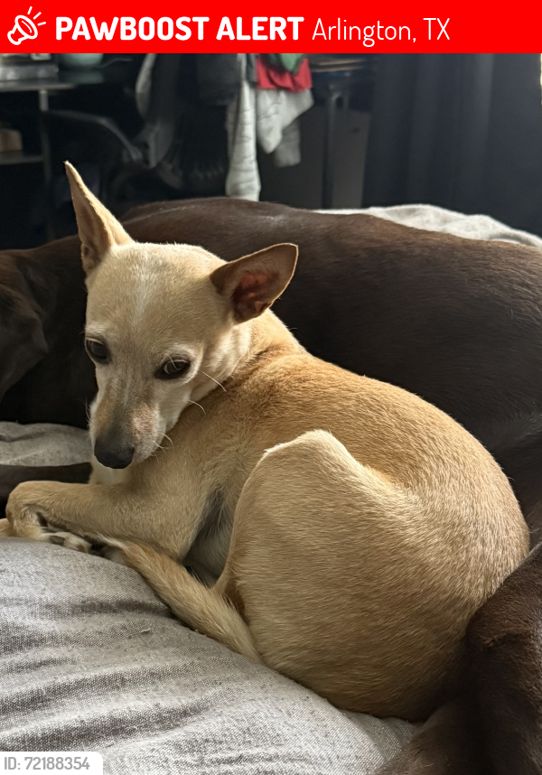 Lost Female Dog last seen Glade Dr & Cherry Sage Dr, Arlington, TX 76001