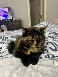 Lost Female Cat last seen Near Laurel Dr Wilmington, NC, Wilmington, NC 28401