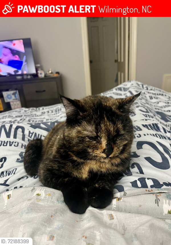 Lost Female Cat last seen Near Laurel Dr Wilmington, NC, Wilmington, NC 28401