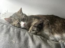 Lost Male Cat last seen Dudley and Belleview- cndmniums Next to Firestation, Littleton, CO 80123