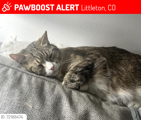 Lost Male Cat last seen Dudley and Belleview- cndmniums Next to Firestation, Littleton, CO 80123