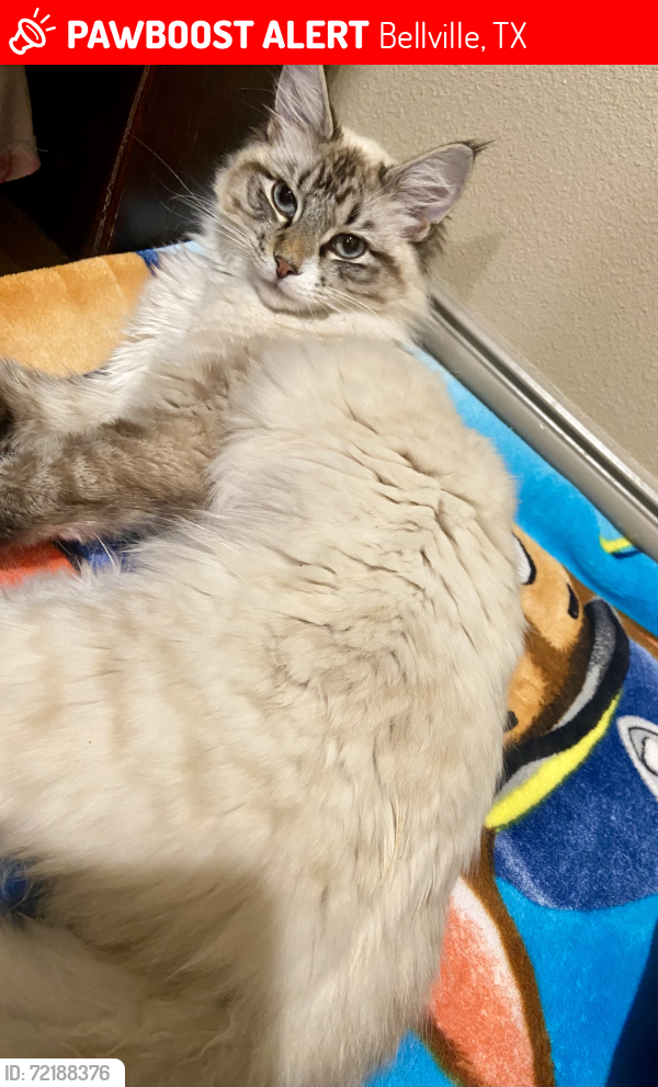 Lost Female Cat last seen Bellville, Tx, Bellville, TX 77418