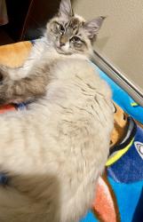 Lost Female Cat last seen Bellville, Tx, Bellville, TX 77418