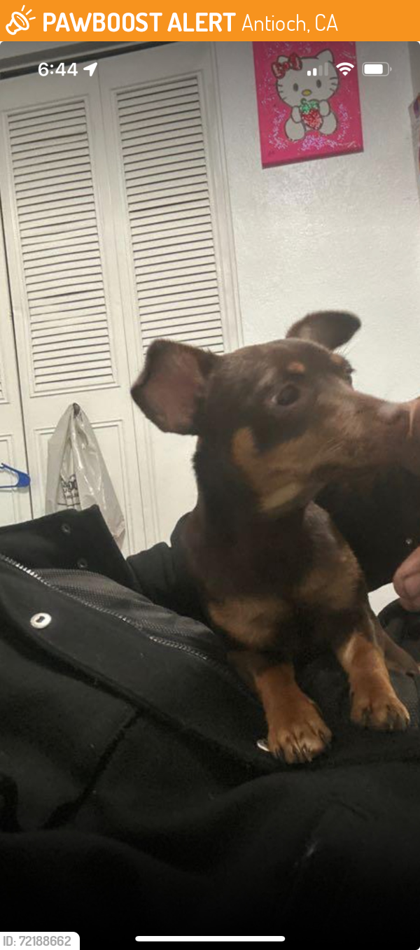 Rehomed Female Dog last seen Wilbur Ave near Bayview apmts , Antioch, CA 94509