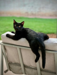 Lost Male Cat last seen Horne and Main, Mesa, AZ 85203