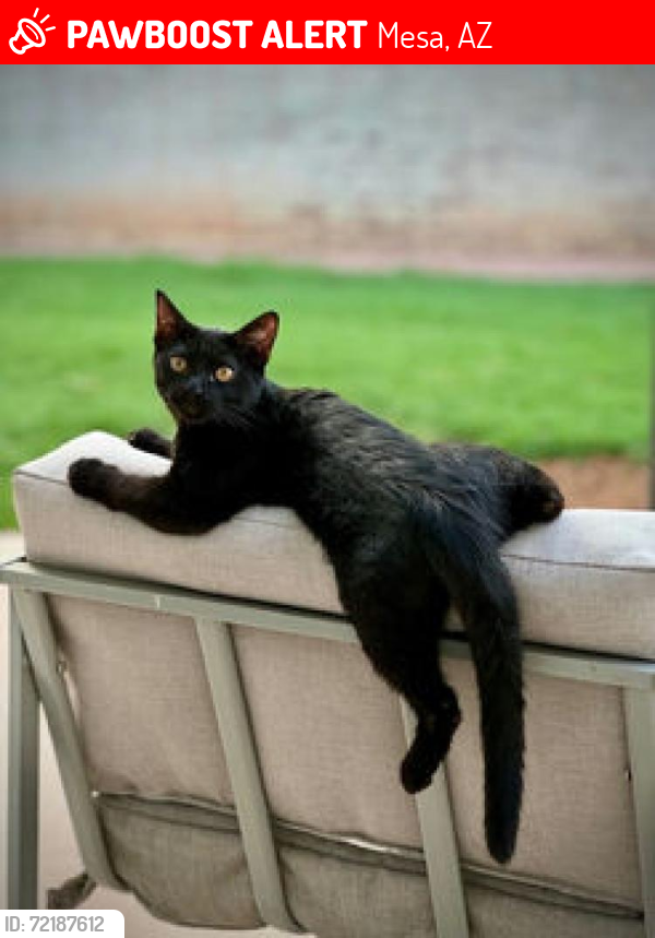 Lost Male Cat last seen Horne and Main, Mesa, AZ 85203
