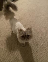 Lost Female Cat last seen Reserve of cross creek , Walker, LA 70785