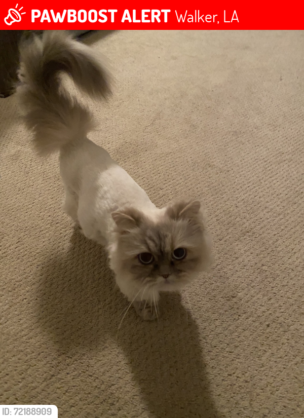 Lost Female Cat last seen Reserve of cross creek , Walker, LA 70785