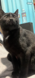 Lost Male Cat last seen Countyline Road, Sylacauga, AL 35151