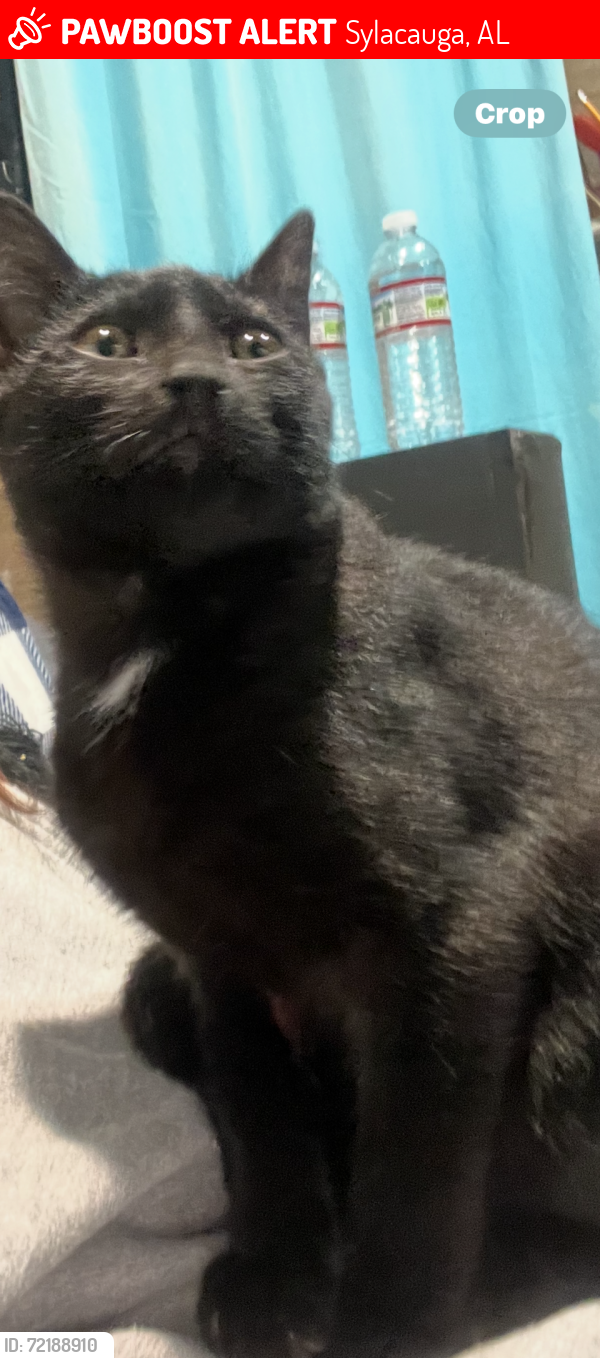 Lost Male Cat last seen Countyline Road, Sylacauga, AL 35151
