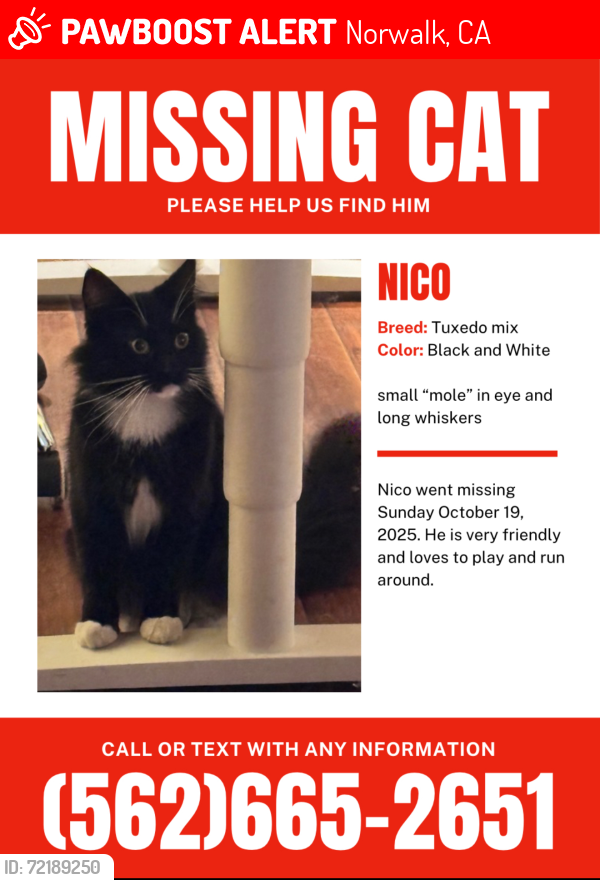 Lost Male Cat last seen Bloomfield and foster , Norwalk, CA 90650