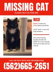 Lost Male Cat last seen Bloomfield and foster , Norwalk, CA 90650