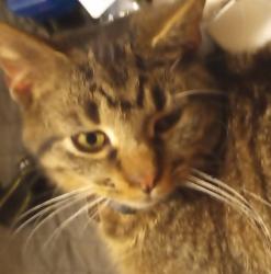 Lost Male Cat last seen 50th st and palm river rd tampa,fl 33619, Tampa, FL 33619