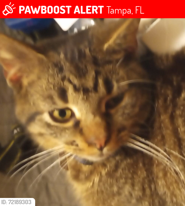 Lost Male Cat last seen 50th st and palm river rd tampa,fl 33619, Tampa, FL 33619