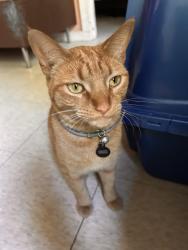 Lost Male Cat last seen Marshall boulevard , Chicago, IL 60623