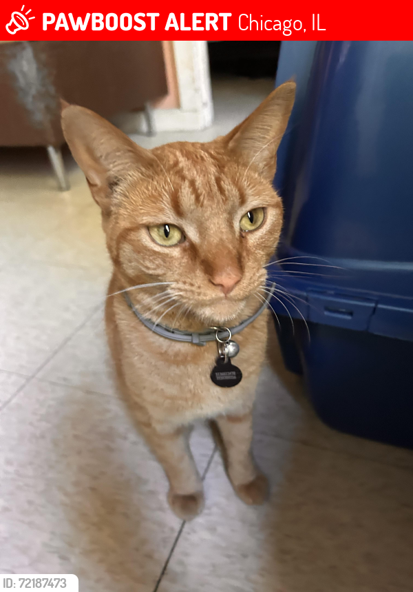 Lost Male Cat last seen Marshall boulevard , Chicago, IL 60623