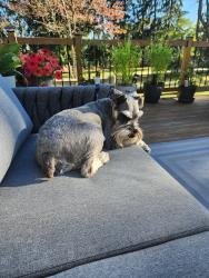 Lost Male Dog last seen Perryman Rd, Aberdeen , Perryman, MD 21001