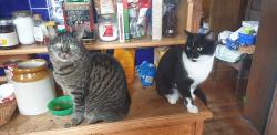Lost Female Cat last seen Orchard Road East Northenden, Wythenshawe, England M22