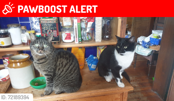 Lost Female Cat last seen Orchard Road East Northenden, Wythenshawe, England M22