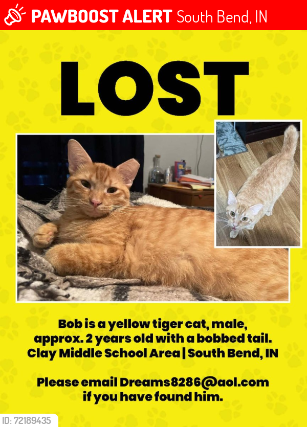 Lost Male Cat last seen Central Ave /  , South Bend, IN 46637