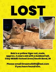 Lost Male Cat last seen Central Ave /  , South Bend, IN 46637