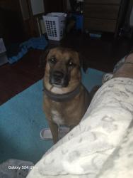 Lost Male Dog last seen Near Zachary Taylor highway,  mineral va , Mineral, VA 23117