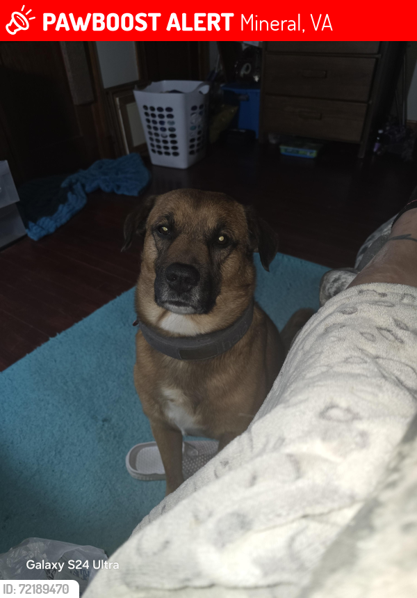Lost Male Dog last seen Near Zachary Taylor highway, mineral va, Mineral, VA 23117