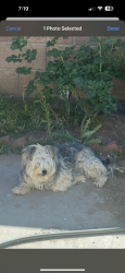 Lost Female Dog last seen E. Ave Q12 & 17th st E in Palmdale CA., Palmdale, CA 93550
