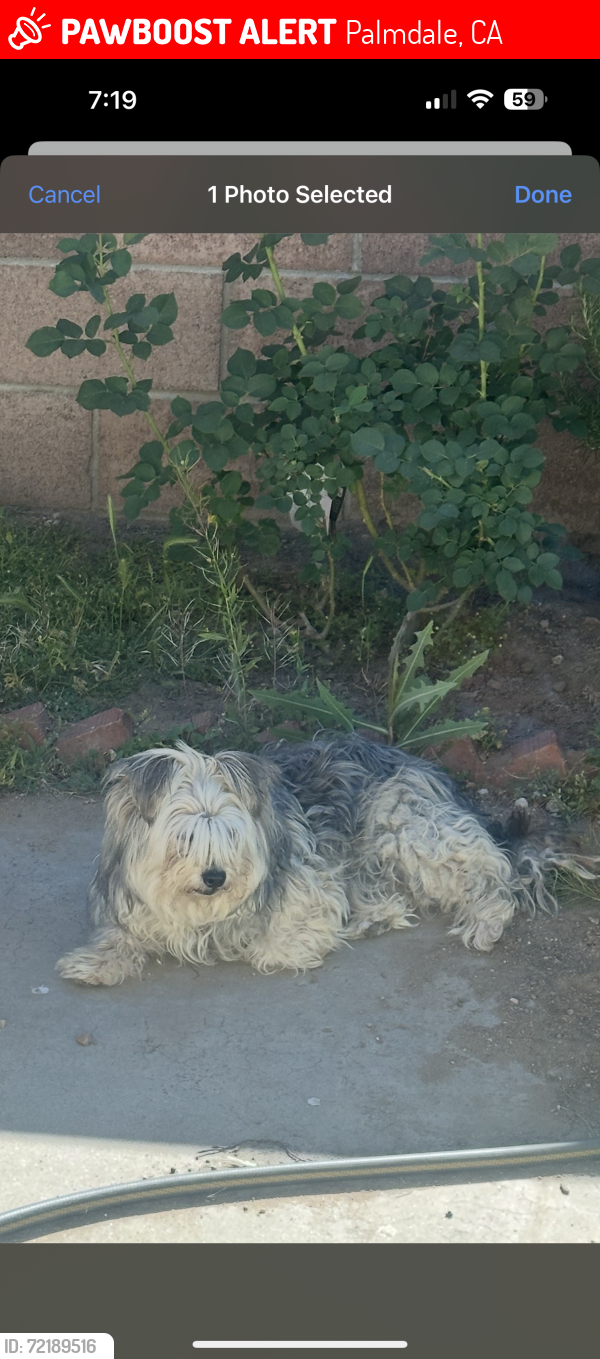 Lost Female Dog last seen E. Ave Q12 & 17th st E in Palmdale CA., Palmdale, CA 93550