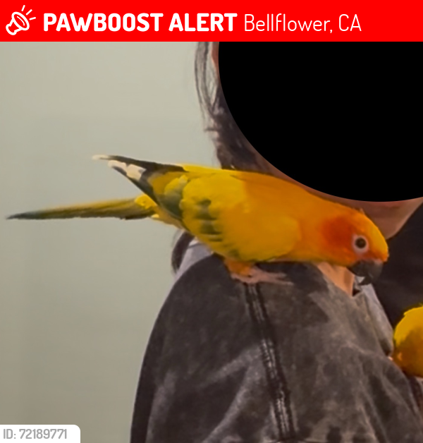 Lost Female Bird last seen Flower st and Lakewood blvd, Bellflower, CA 90706