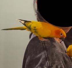 Lost Female Bird last seen Flower st and Lakewood blvd, Bellflower, CA 90706