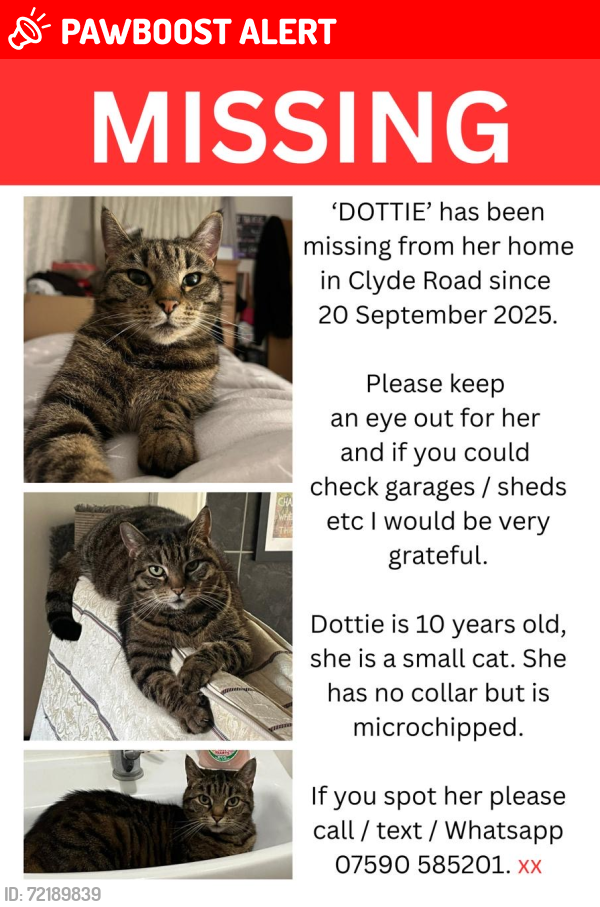 Lost Female Cat last seen Clyde Road, Croydon, Greater London, England CR0