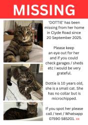 Lost Female Cat last seen Clyde Road, Croydon, Greater London, England CR0