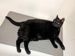 Lost Male Cat last seen Haftez St NE and Pembroke Ave NE, Palm Bay, FL 32907