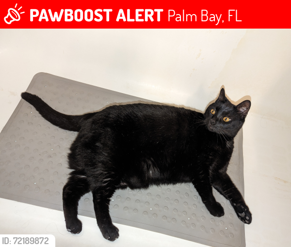 Lost Male Cat last seen Haftez St NE and Pembroke Ave NE, Palm Bay, FL 32907