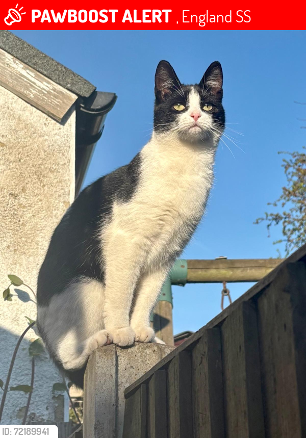 Lost Female Cat last seen SS3 0DH, , England SS3
