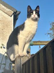 Lost Female Cat last seen SS3 0DH, , England SS3