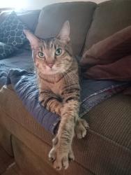 Lost Male Cat last seen Dry Bridge Road & Old Williamsburg Road, Sandston, VA 23150
