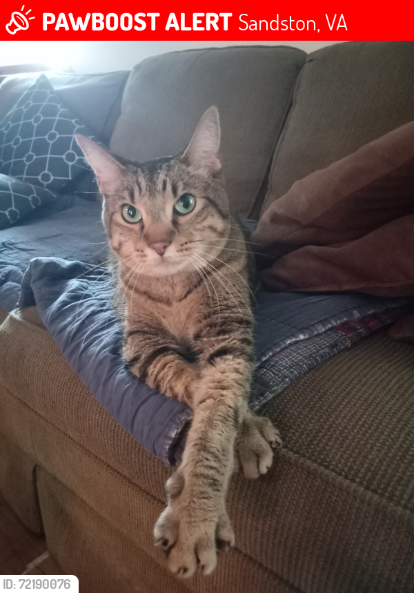 Lost Male Cat last seen Dry Bridge Road & Old Williamsburg Road, Sandston, VA 23150