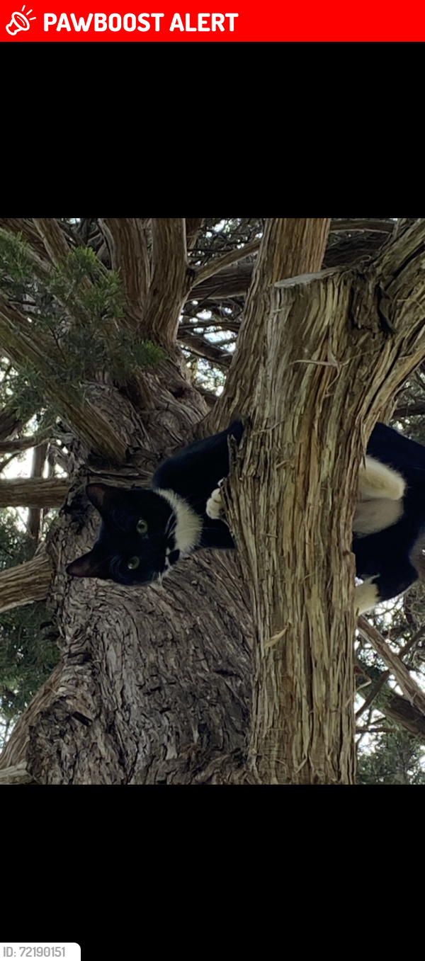 Lost Female Cat last seen Lakecrest Drive and Peninsula, Lakewood Village, TX 75068