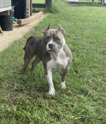 Lost Female Dog last seen Near fm 348 s Henderson tx 76654, Henderson, TX 75654