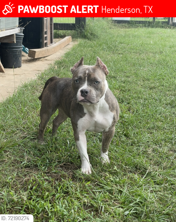 Lost Female Dog last seen Near fm 348 s Henderson tx 76654, Henderson, TX 75654