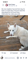 Lost Female Dog last seen Nicole ave , Clearwater, MN 55320