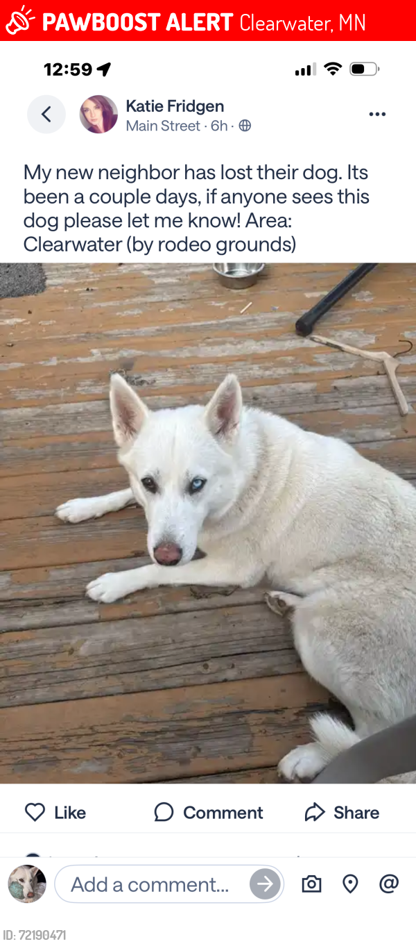 Lost Female Dog last seen Nicole ave , Clearwater, MN 55320