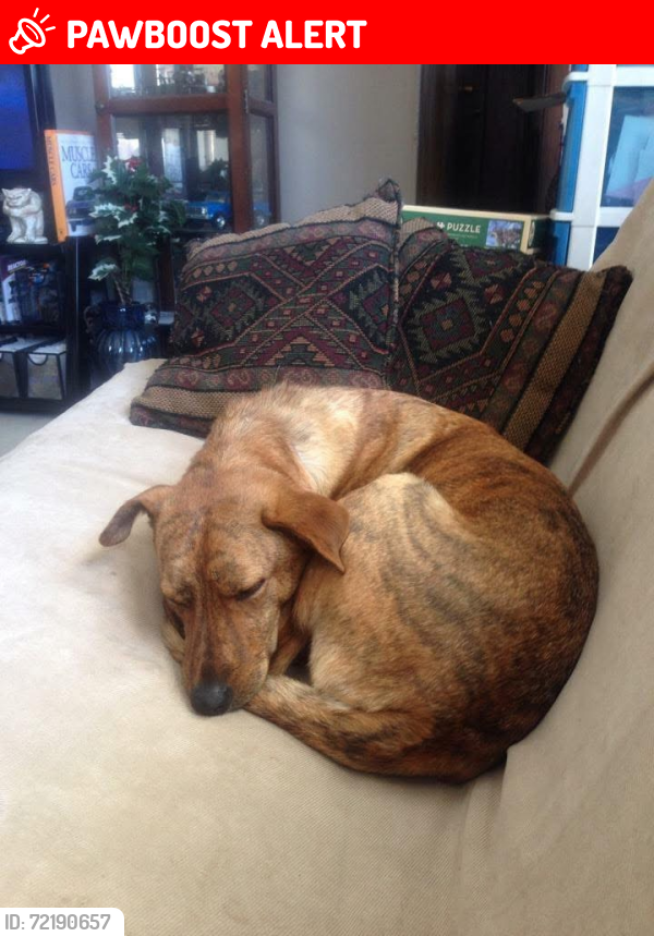 Lost Male Dog last seen Hwy 770 twp Rd 492A, Leduc County, AB T0C 2T0